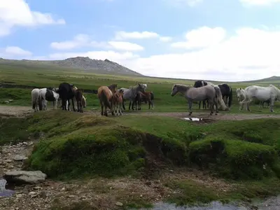 a herd of horses standing on a grassy field at Cornwall Luxury Hot Tub Huts in Camelford