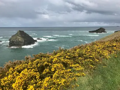 a field of yellow flowers on a hill next to the ocean at The Cow Shed in Wadebridge
