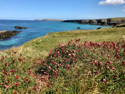 a bunch of red flowers on a hill near the ocean at The Cow Shed in Wadebridge