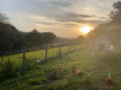 a group of chickens in a field with a barn at Riverside farm cottage on private wildlife estate 2-bedrooms in Washaway