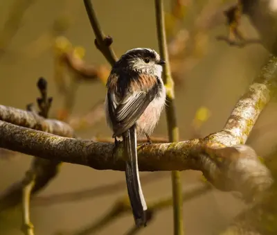 a small bird perched on a tree branch at Riverside farm cottage on private wildlife estate 2-bedrooms in Washaway
