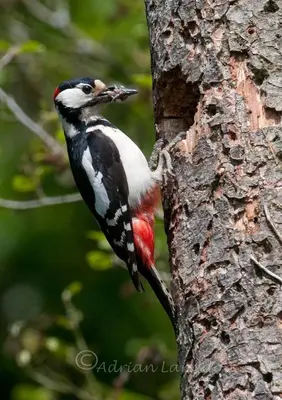 a bird perched on the side of a tree at Riverside farm cottage on private wildlife estate 2-bedrooms in Washaway