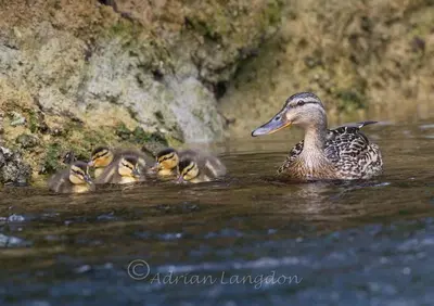 a group of baby ducks swimming in the water at Riverside farm cottage on private wildlife estate 1-bedroom in Washaway