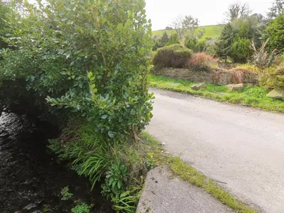 a bush on the side of a road at Anneth Lowen in Hayle