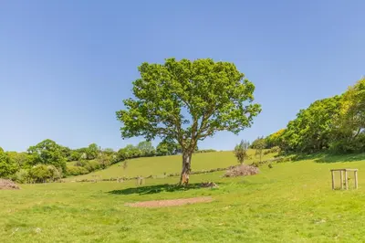 a tree in the middle of a green field at 2 Bed in Launceston oc-f30999 in Lewannick