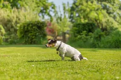 a small dog sitting in a field of grass at 2 Bed in Launceston oc-g31003 in Lewannick