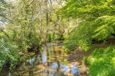 a stream in a forest with trees and water at 3 Bed in Launceston oc-l31001 in Lewannick