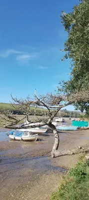 a tree sitting on the beach next to boats at Luxury 6 berth caravan full decking in Saint Columb Minor