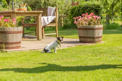 a dog sitting in the grass next to two potted plants at 2 Bed in Launceston oc-t31002 in Lewannick