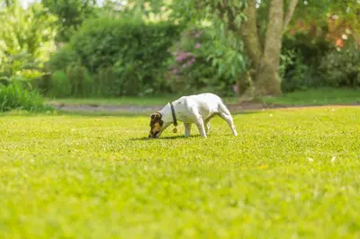 a dog grazing in a field of grass at 2 Bed in Launceston oc-d31000 in Lewannick