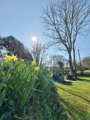 a garden with yellow flowers in the grass at North Cornwall character cottage, sleeps 5, close to coast in Delabole