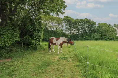 a brown and white horse standing in a field at The Stable in Penzance