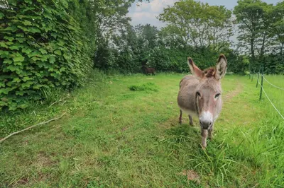 a donkey standing in the grass in a field at The Packing House in Penzance