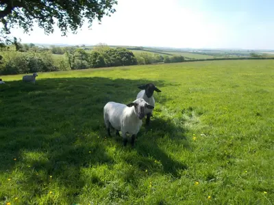 two sheep standing in a field of grass at The Barn At Collacott in North Petherwin