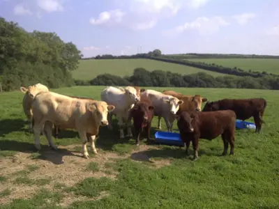 a herd of cows standing in a field at The Barn At Collacott in North Petherwin