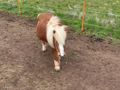 a brown and white pony standing in the dirt at Two bedroom Holiday Home with countryside view in St Austell