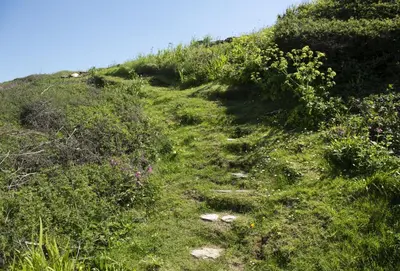 a grassy hill with flowers and weeds on it at Rockside Studio in Polzeath