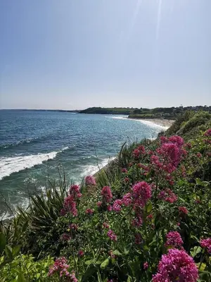 a view of a beach with pink flowers at Falmouth Oasis with sub-tropical garden & parking in Falmouth
