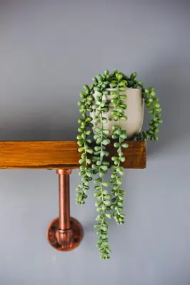 a plant in a vase sitting on a table at Smarties Guest House in Newquay