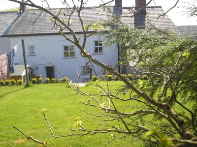 a white house in a yard with a tree at Cottage On The Square in Camelford