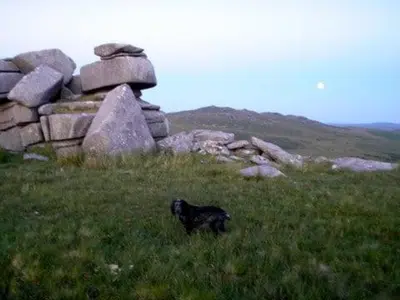 a black dog standing in a field of grass at Cottage On The Square in Camelford