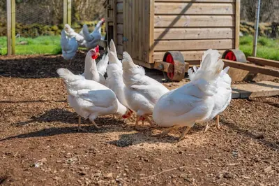 a group of white chickens standing in the dirt at 2 Bed in Altarnun oc-t31858 in Altarnun