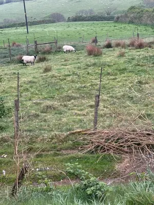 three sheep grazing in a field with a fence at Tregatherall Barn in Boscastle