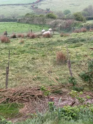 two sheep are standing in a grassy field at Tregatherall Barn in Boscastle