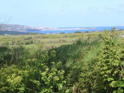a field of grass and weeds with the ocean in the background at Bay View Barn in Hayle