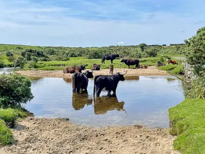 a herd of cows standing in the water at Finest Retreats - Stable Barn Apartment at Bodmin Moor in Saint Breward