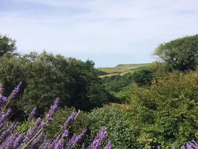 a field of flowers with trees and hills in the background at Boscastle House in Boscastle