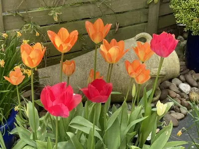a group of red and orange flowers in a garden at Old Temperance House in Saint Keverne