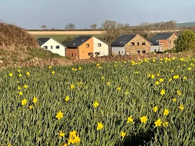 a field of yellow flowers in front of houses at Retallack hot tub lodge - 4 ensuites - luxury stay in Saint Columb Major
