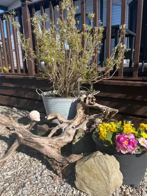 two potted plants and flowers in front of a fence at Sunset family lodge private garden private parking in Saint Columb Minor