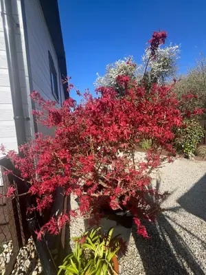 a plant with red flowers on the side of a house at Sunset family lodge private garden private parking in Saint Columb Minor