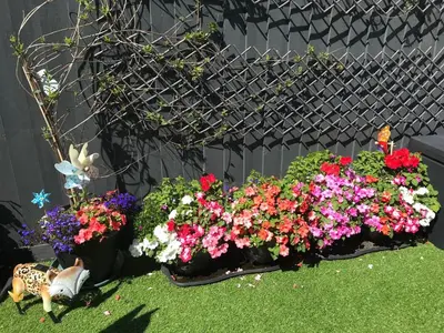 a display of colorful flowers in a garden at Pencarrick in Kenwyn