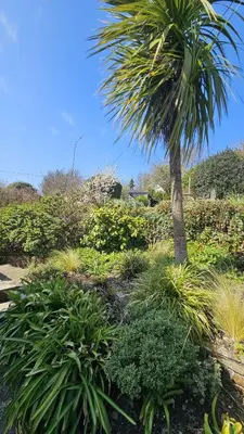 a palm tree in a garden with plants at Sophie's Cottage in Philleigh