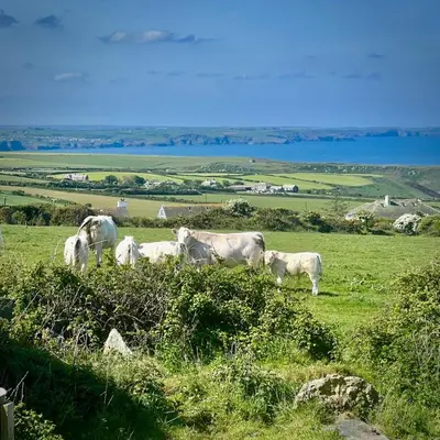 a group of white cows grazing in a field at Old Chapel House in Tintagel
