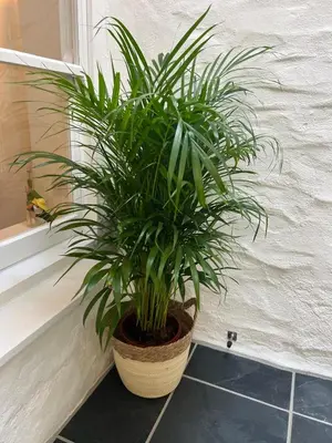 a potted plant sitting next to a window at Stunning seaside cottage Charlestown harbour in Charlestown