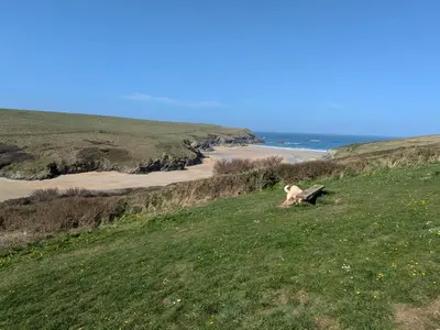 a dog laying on a hill next to a beach at 63 The Lea with decking Trevella Holiday Park in Crantock