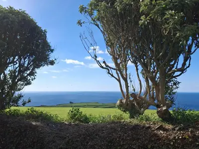 two trees on a hill with the ocean in the background at Tremorla in Boscastle