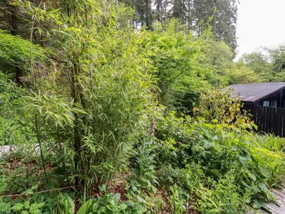 a garden with a large tree in front of a house at Bluebell in Bodmin