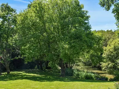 a tree in the middle of a grass field at The Stable - Uk49829 in Callington