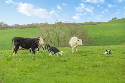 two cows and a dog in a grassy field at 3 Bed in St. Endellion oc-o30761 in Saint Endellion