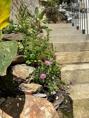 a garden with some flowers and some stairs at Back Lane Cottage Cornwall in Gwinear