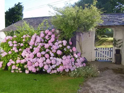 a bush of pink flowers in front of a garage at Trevean in Bude