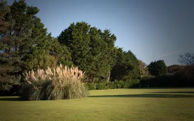 a field with a bush in the middle of a field at Trevarth Holiday Park in Chacewater