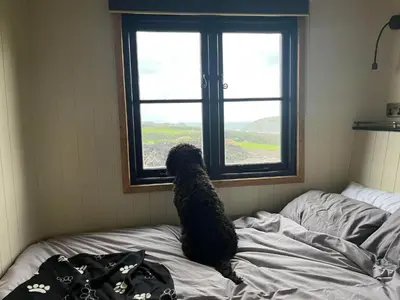a dog sitting on a bed looking out a window at Travellers Rest Glamping Pods & Shepherds Hut in Newquay