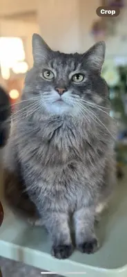 a grey cat sitting on a table looking up at Morthana Shepherd Hut in Scorrier