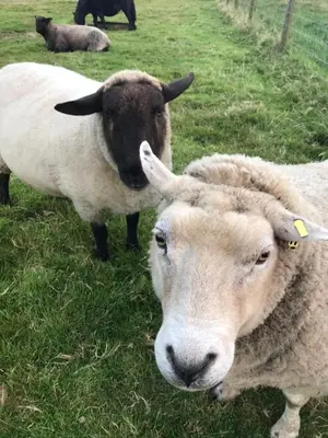 two sheep standing in a field of grass at Emilies Bell Tent in St Ives